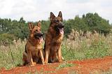 BERGER ALLEMAND 389